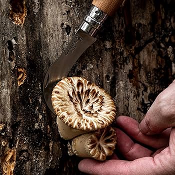Amazon | OPINEL(オピネル) マッシュルームナイフ 41419